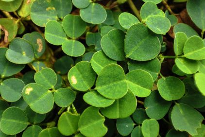 chardon marie et desmodium