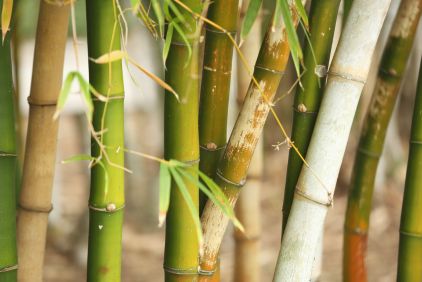 bambou-silice-organique