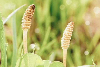 plante-silice-organique