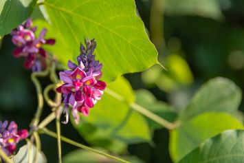 Le Kudzu : plante protectrice du bien-être