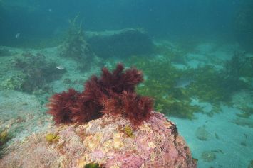 Le lithothamne, tous les bienfaits de cette algue marine sur la santé