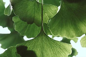 Qu'est-ce que le Ginkgo Biloba ?