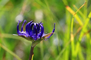 À la découverte de l’harpagophytum, une plante aux vertus thérapeutiques