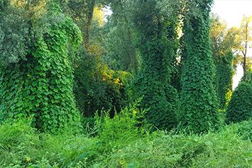 Le Kudzu, une plante aux multiples bienfaits !