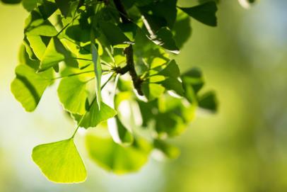 Les nombreux bienfaits du Ginkgo Biloba