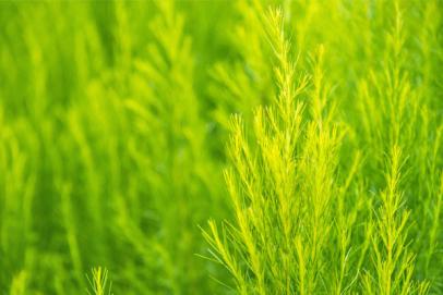 Shatavari, l’herbe aimée des femmes