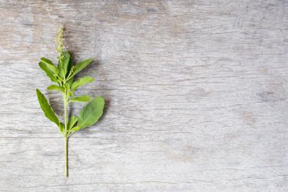 Tulsi, un brin populaire