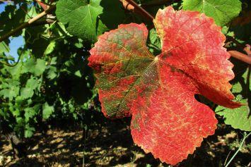 La vigne rouge, une alliée naturelle pour la circulation sanguine